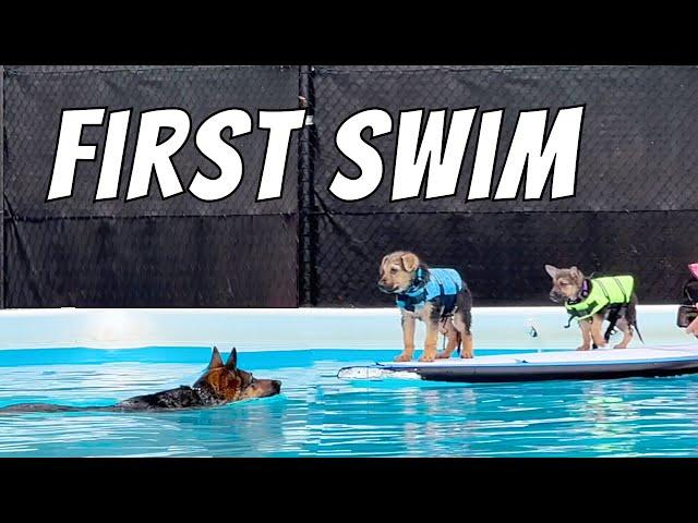 German Shepherd Puppies Learning to Swim!