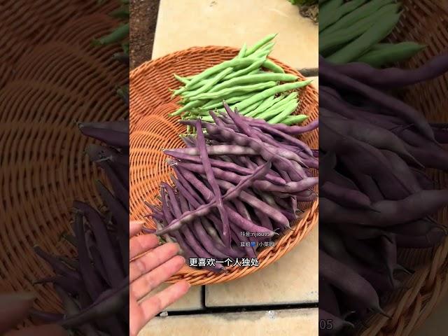 喜欢独处，喜欢简单的生活，喜欢在小院安安静静的种菜#我的小菜园 #蔬菜种植