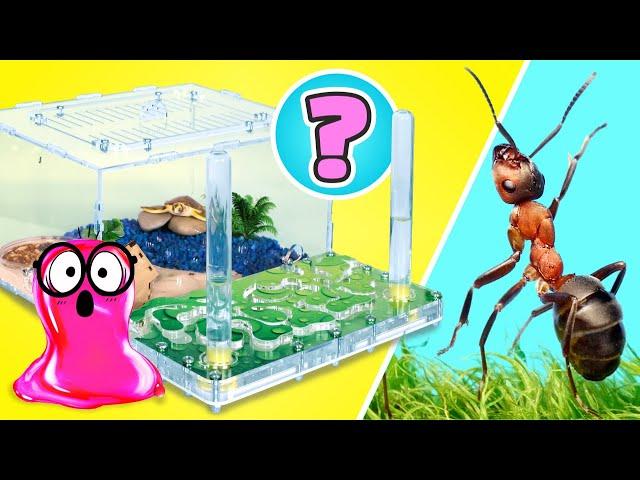 ️ LIVE: How To Make Cool Houses For Ants, Rats, Turtles, Spiders & Snails || EASY DIYs!