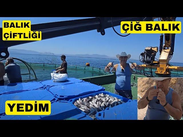 BALIK ÇİFTLİĞİNDE MUHTEŞEM MANZARALAR (Çiğ Balık Nasıl Yedim)