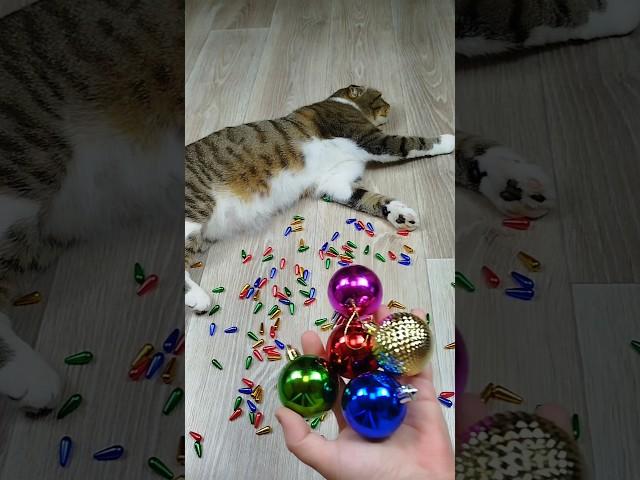 Cat Barsik Beads  Balls Reverse video #reverse #cat #marblerunandmore