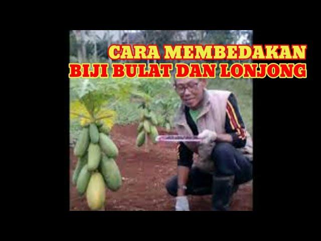 Cara membedakan benih pepaya bulat dan lonjong #part_1