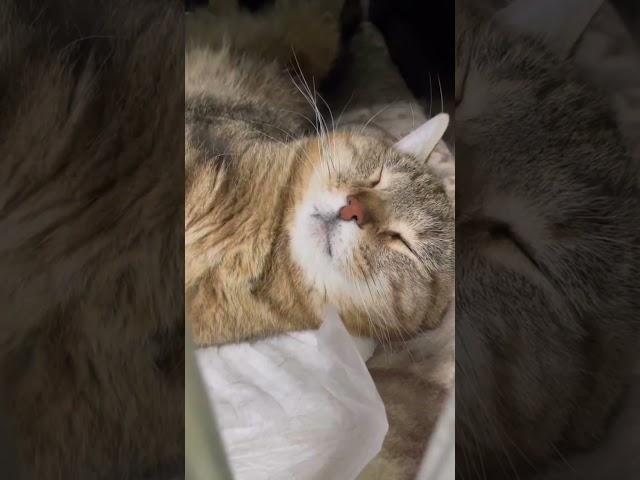 Сонное царство #котонайвидео