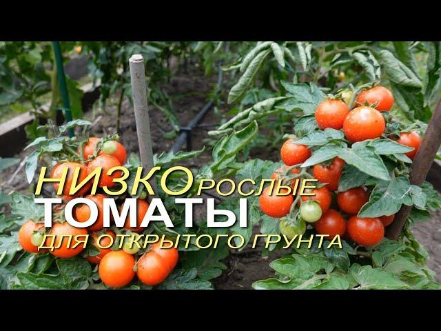 Урожайные РАННЕСПЕЛЫЕ НИЗКОРОСЛЫЕ томаты для открытого грунта.