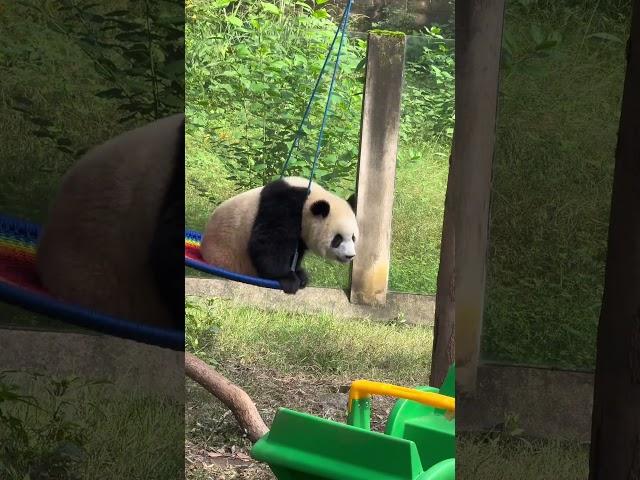 荡秋千的小姑娘！ #panda #大熊貓