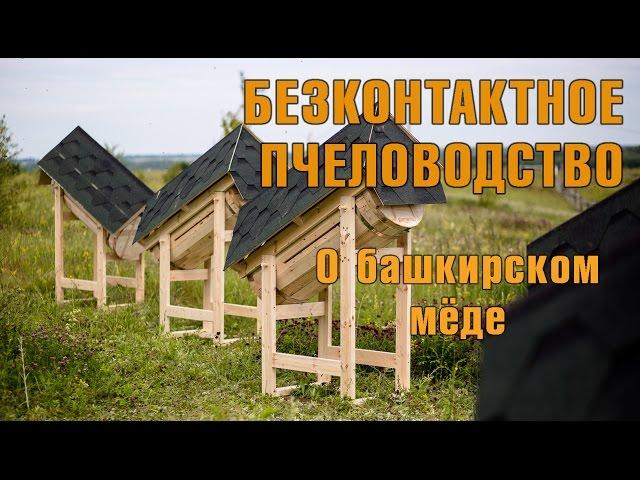Бесконтактное колодное пчеловодство. О башкирском мёде