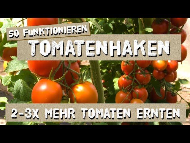 So funktionieren Tomatenhaken - Tutorial