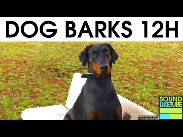 DOG BARKING [12 Hours Sound Effect]