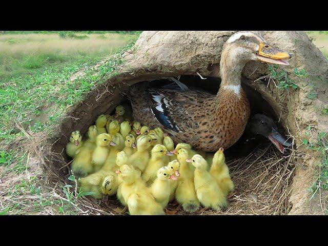 Amazing! 50 Ducklings Hatching From Eggs _ Found Duck Nest Hatching a Lot Of Baby Ducks