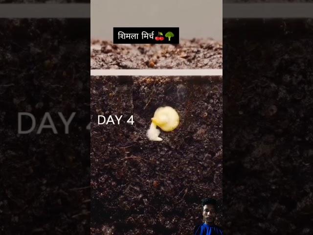#farming #plants #gardening #garden #punjabisong #punjabimusic #love #ytshorts