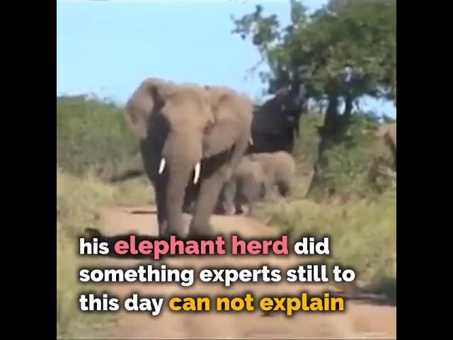 THE AMAZING STORY OF THE ELEPHANT WHISPERER