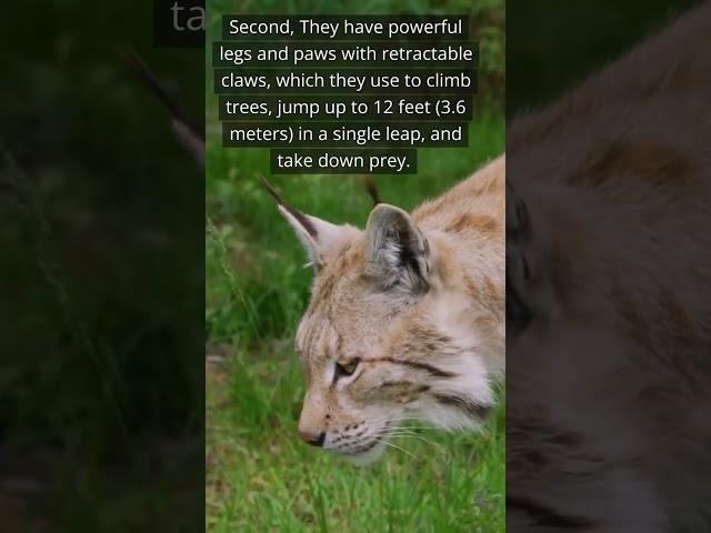 LYNX - most interesting facts