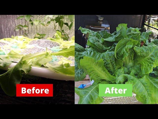 You Can Grow Hydroponic Lettuce, Easiest Way Ever