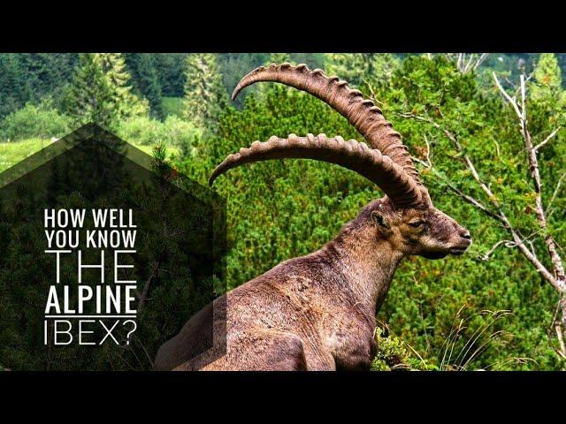 Alpine Ibex || Description, Characteristics and Facts!