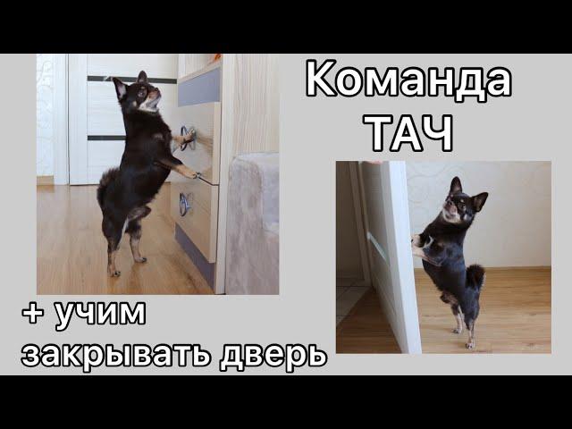 Учим собаку команде ТАЧ + учим закрывать дверь