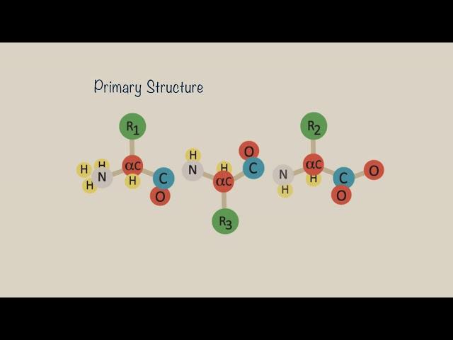 Protein Structure