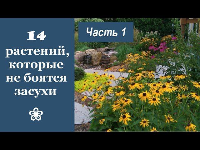  14 красивых растений, которые не боятся засухи. Часть 1