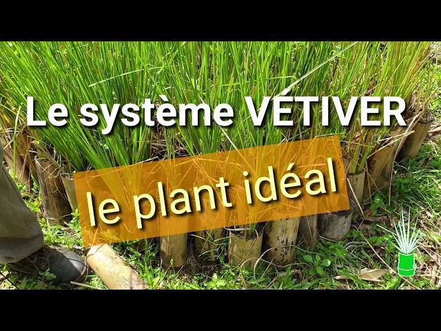 Le système VETIVER - Le plant idéal