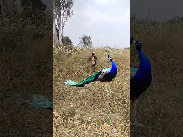 #Viral #peacock and peacock in #forest of my #favorite things #caithing of #peacock in forest #dean