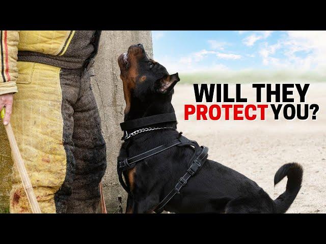 Will your Rottweiler Protect you Without Any Training?