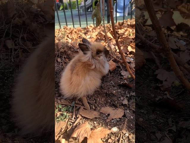 Bunny Diary Day 168. Soho #rabbit #usagi #rabbitvlog  #rabbitnyc #bunnynyc #兔 #獅子兔 #うさぎ #Bunny