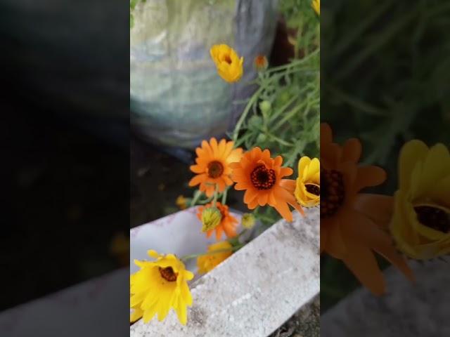 orange dimore flower#youtubeshorts#youtubeshortsviral#terracegarden