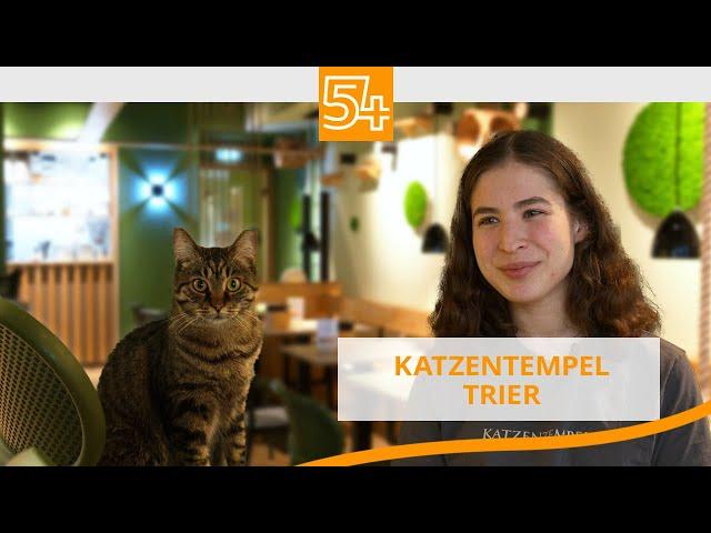 Der Katzentempel - das erste Trierer Katzenrestaurant