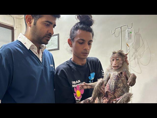 MONKEY BABY RESCUED !! Monkey ko laga shock!!! Rescued