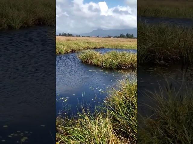 Como pescar traira na lagoa