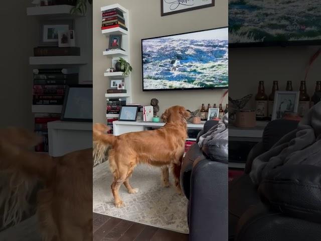 Ellie loves her nature shows quick glimpse.    #goldenretriever