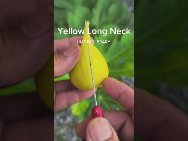Yellow Long Neck #fig #variety #ฟิกส์ #มะเดื่อฝรั่ง #figlibrary #umf