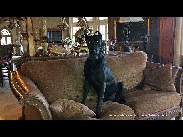 Great Dane Puppy is Well Behaved When Left Home Alone