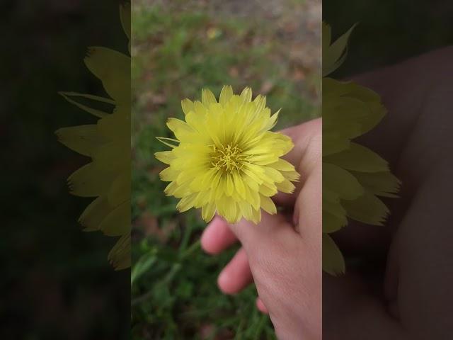 Florida Man Encounters False Dandelion - Herb