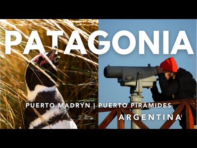 Puerto Madryn, Argentina - Wildlife HEAVEN in Patagonia Ep.1)