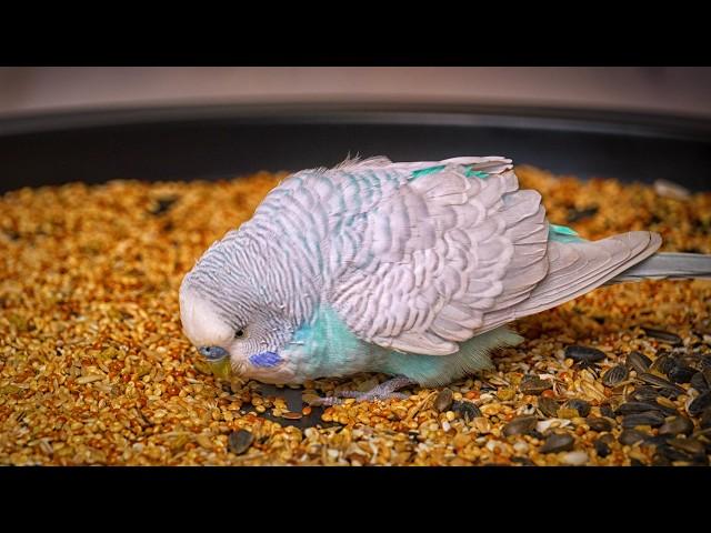 Everything About Budgies: Cage, Diet, Gender, Health, and Training