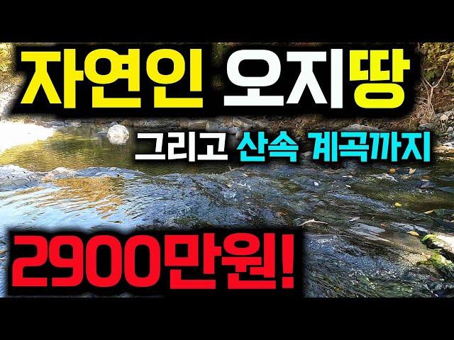 계곡물이 철철 넘치는~자연인 오지땅매매, 단돈2900만원~유실수,더덕식재,농막유전체 계획관리지역 ~나만의 계곡 쉼터 경북 영덕땅 매물 -세상사는 부동산-