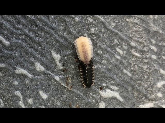 Oiceoptoma thoracica (red-breasted carrion beetle) – first larval moult