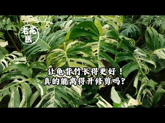 让龟背竹长得更好！真的能离得开修剪吗？/Can you really do without pruning?