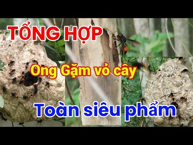 Tổng Hợp Những  Pha Theo Dấu Vết  ONG VÒ VẼ Gặm Vỏ Cây Gặp Toàn Tổ Khủng || THỢ RỪNG MIỀN TRUNG |||