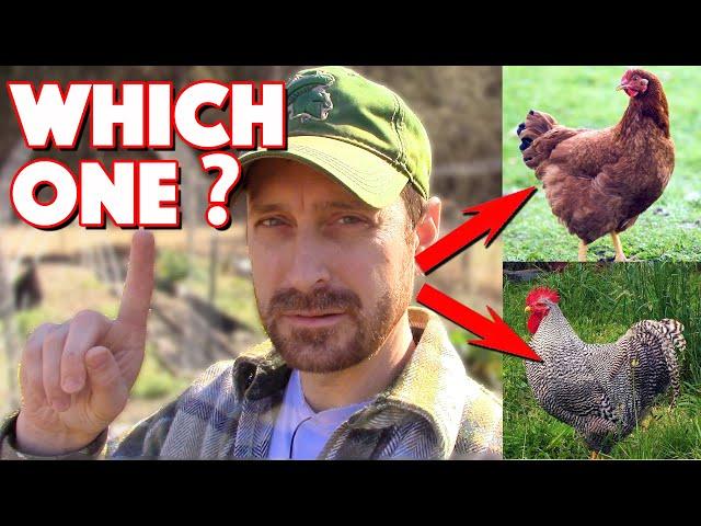 Chicken Breeds For Beginners! 6 Characteristics You MUST Know Before Picking!