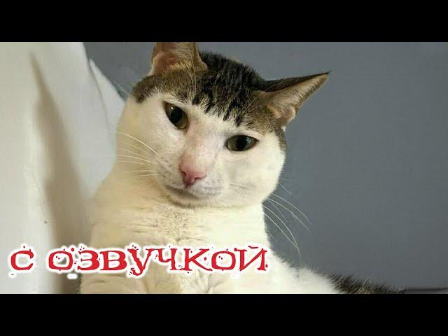 Приколы с котами! Смешные коты и собаки - С ОЗВУЧКОЙ! Самые смешные животные!