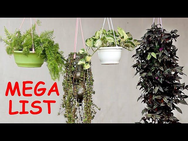 TOP 25 Plants for Hanging Baskets - The MEGA List