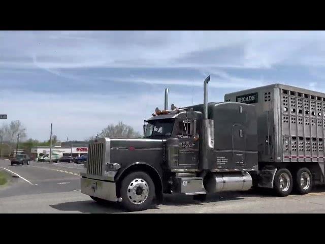 Peterbilt 379 and 386 bull haulers passing thru town