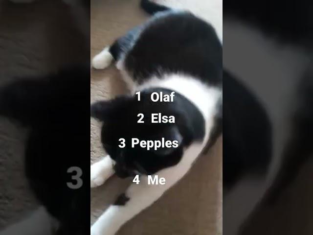 all about my cat 