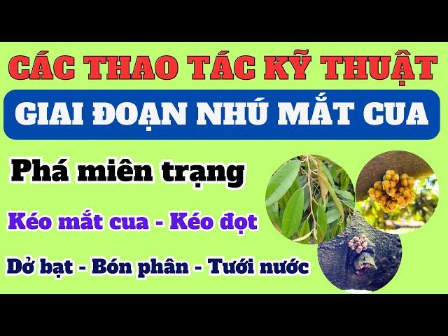 Chăm sóc sầu riêng giai đoạn nhú mắt cua: Phá miên trạng, kéo mắt cua, bón phân tưới nước và kéo đọt