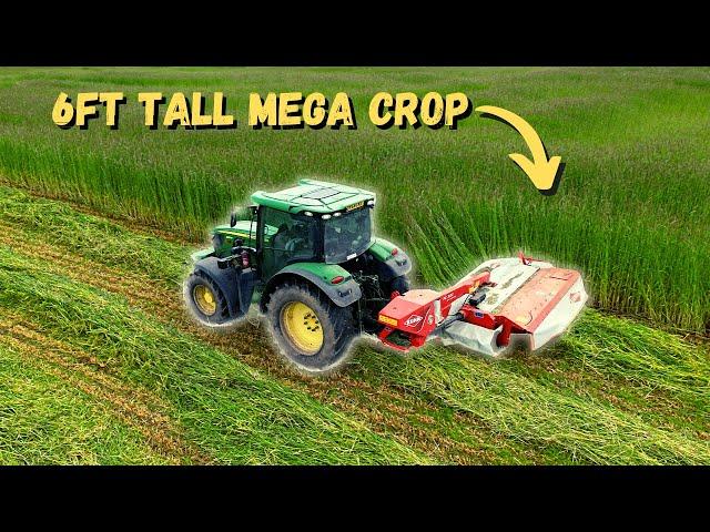 MOWING FORAGE RYE SILAGE | Is this the future? I’ve never seen so much on a crop before!