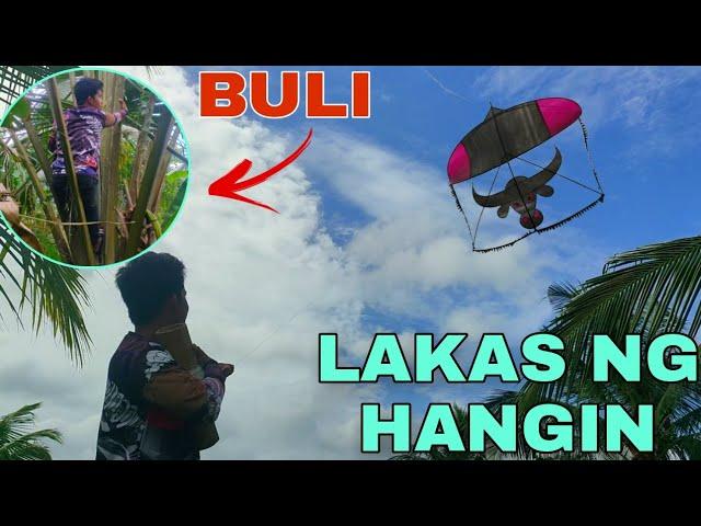 PALIPAD NG SARANGGOLA BULLS KITE AT MANGUHA NG BULI PARA GAWING SUMBA