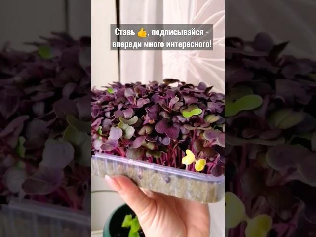 #Редис лучше, чем с #грядки! Яркая, сочная #микрозелень редиса САНГО - натуральные #витамины!