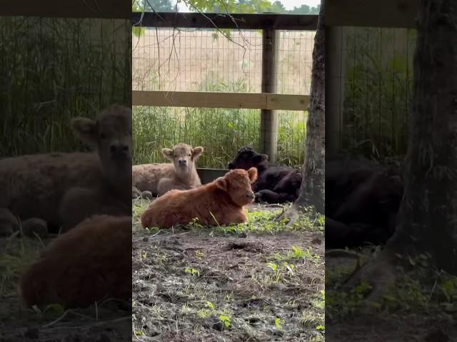 Calf nap time ️ #fluffyfeatherfarm #minicow #fluffycow #highlandcow #babyfarmanimals