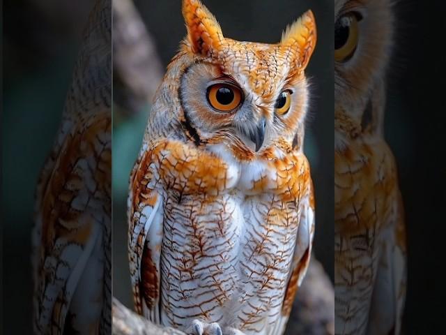 Facts About Owl In Hindi | Owl Facts In Hindi | #owl #shorts